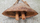 cloche naga, ancien carillon tribal en bois pour rituel et cérémonies