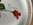 6 assiettes plates rose porcelaine limoges vierzon vintage