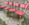 Ensemble de 4 chaises rouge formica MDJ, vintage, années 60