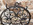Porte-manteau mural en fer forgé — rosace aux volutes classiques, ferronnerie d'art française